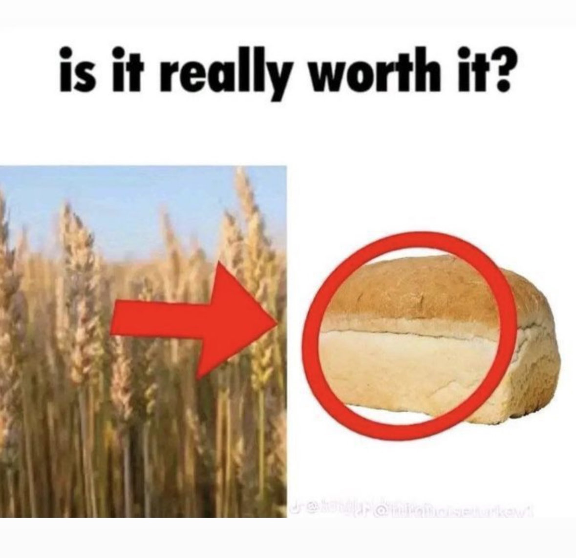 du pain qui dit is it really worth it?